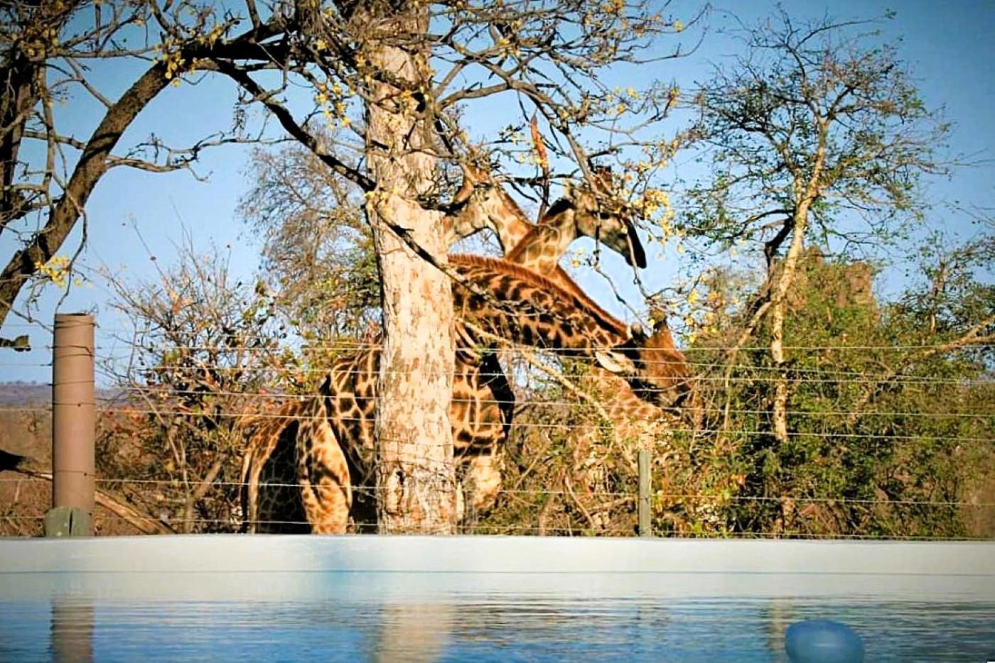 Ngalali Retreat Hotel Grietjie Game Reserve Exterior foto